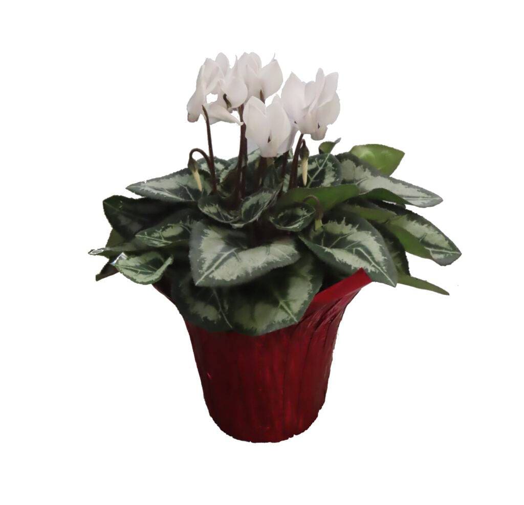 White Cyclamen plant in red foil