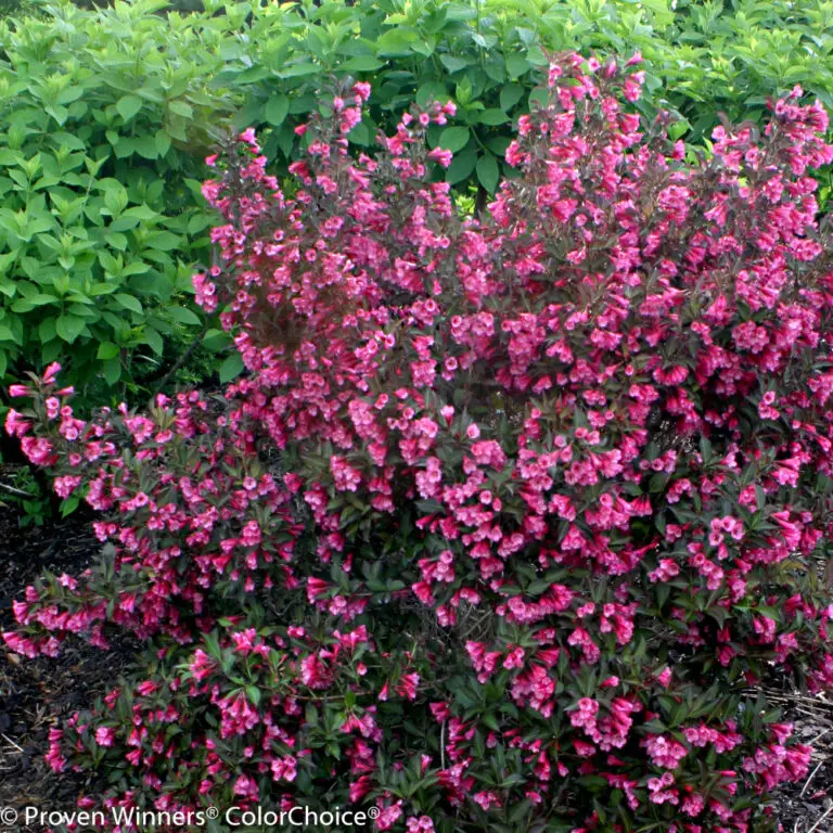 Wine & Roses Weigela