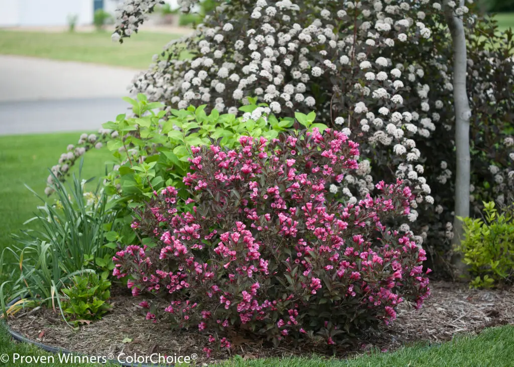 Wine & Roses Weigela
