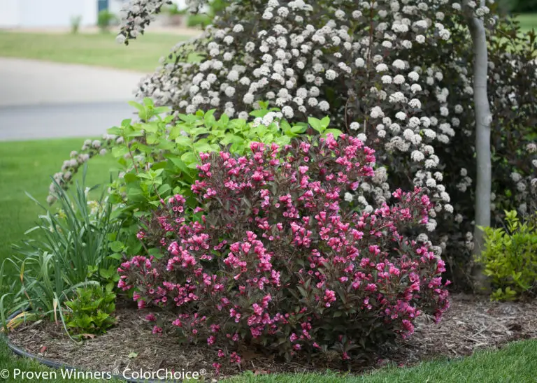 Wine & Roses Weigela