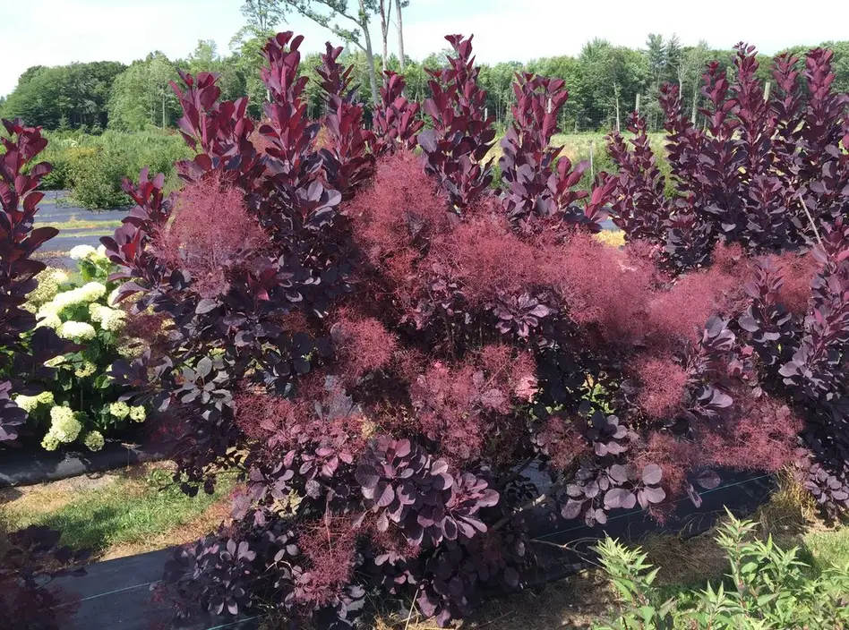Burgundy foliage of Winecraft black Smoke bush