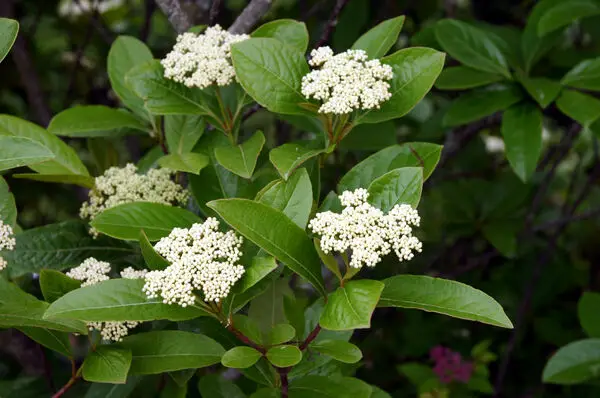 white flowers of Winterthur viburnum plant