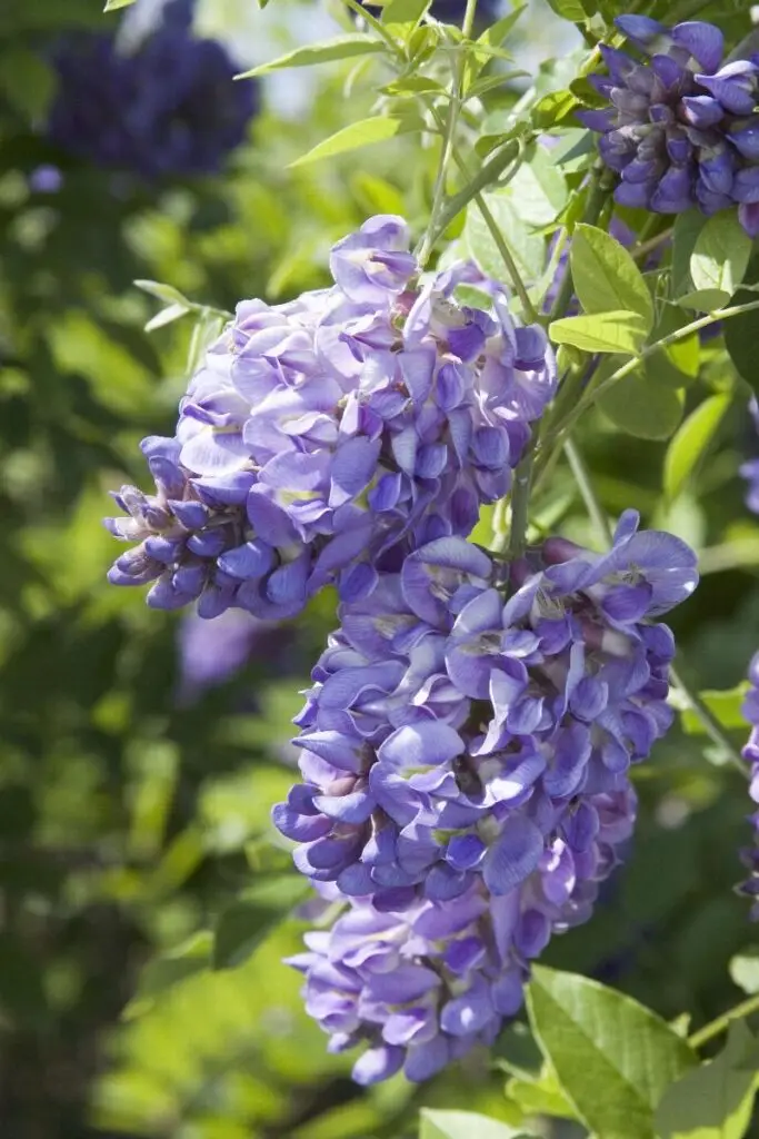 Wisteria Amethyst Falls