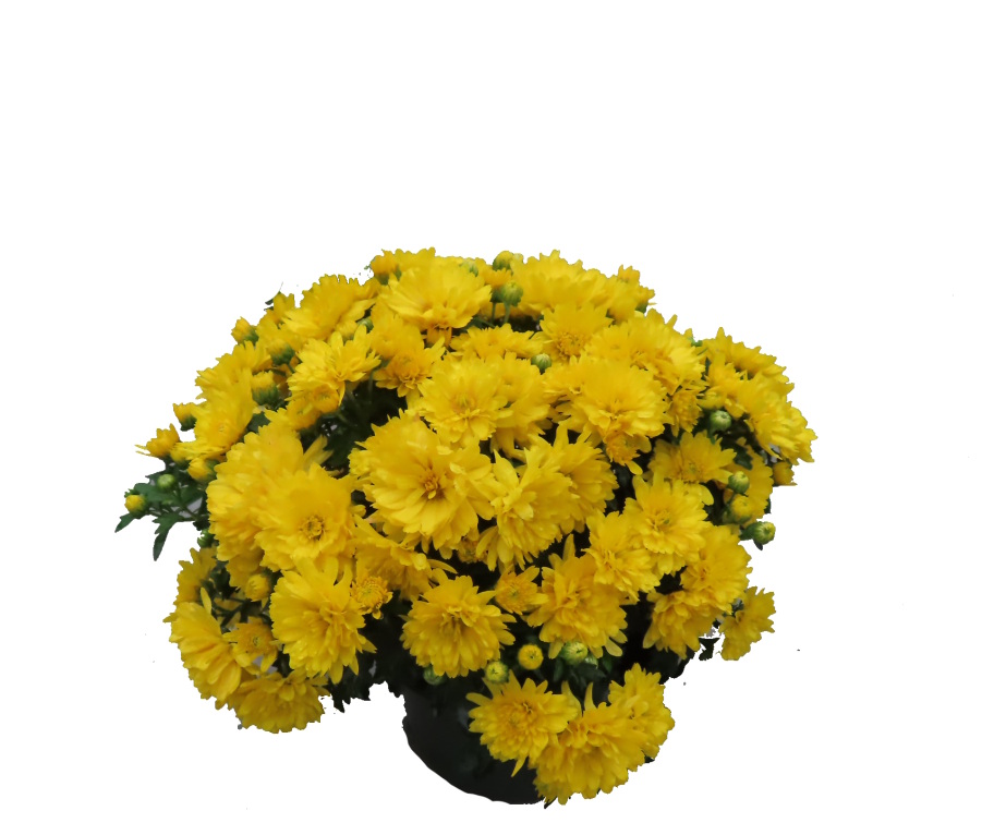 6" size of fall mums