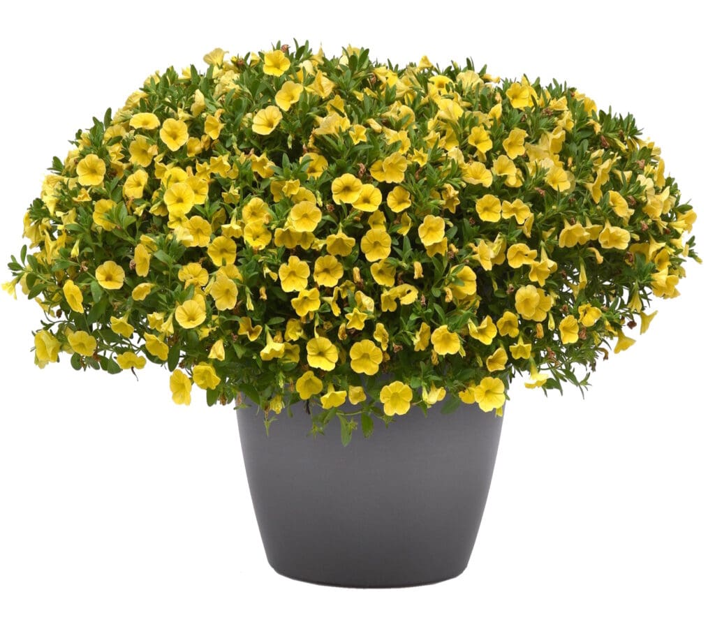 Cabaret Yellow