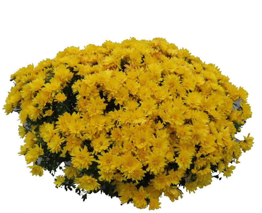 9" size of fall mums