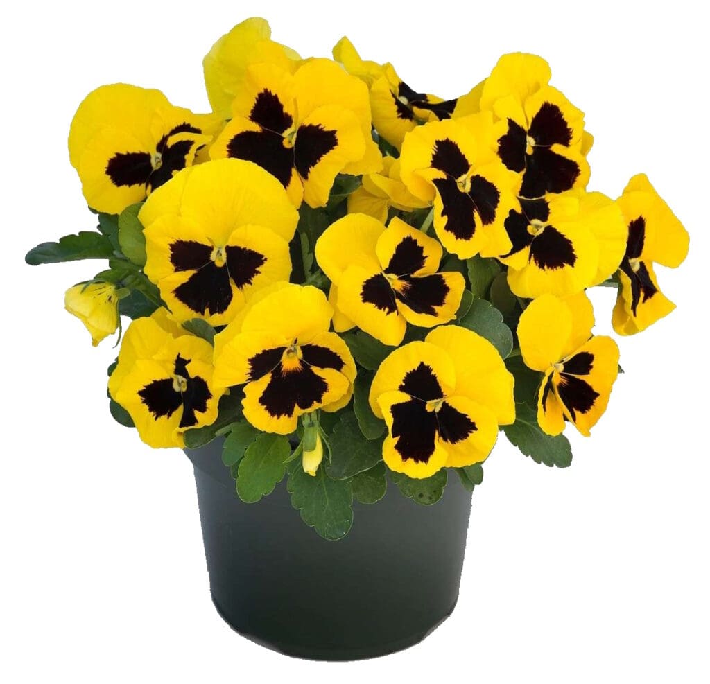 yellow blotched pansy