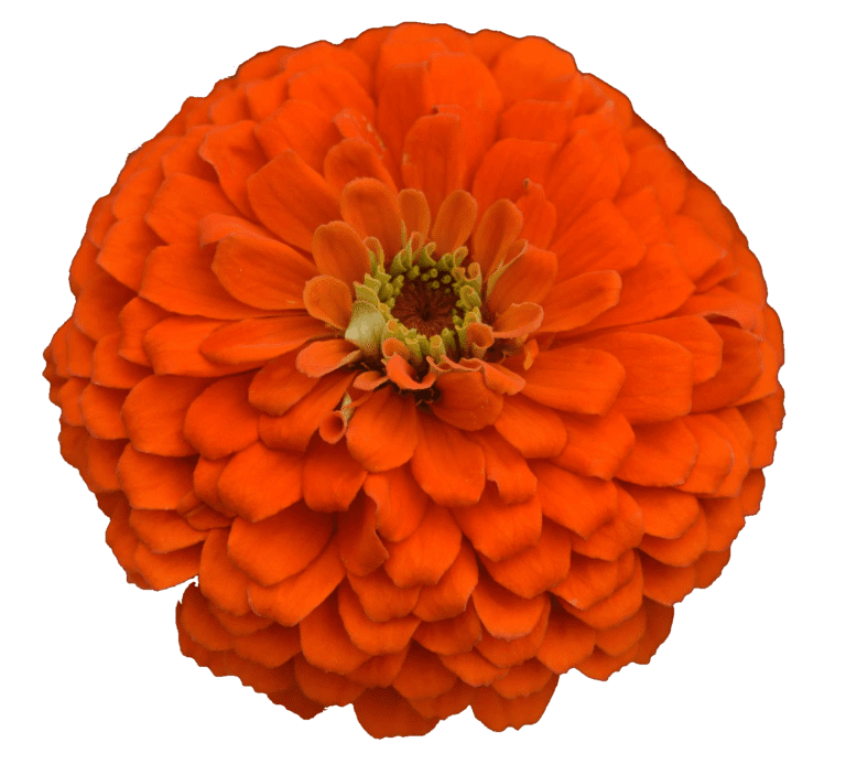 Zesty Orange