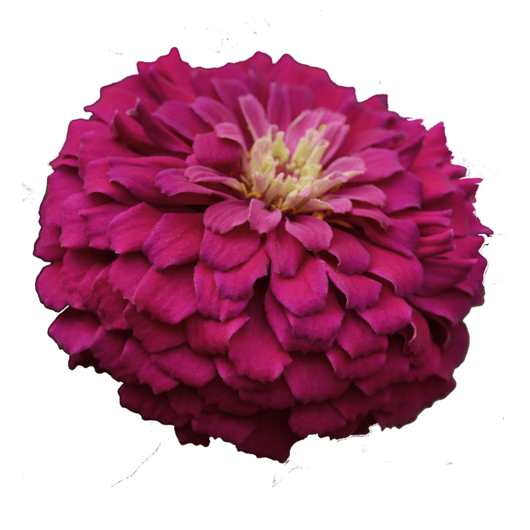 Zesty Purple