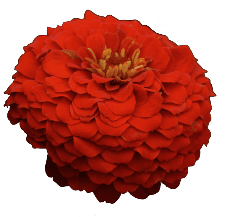 Zesty Scarlet