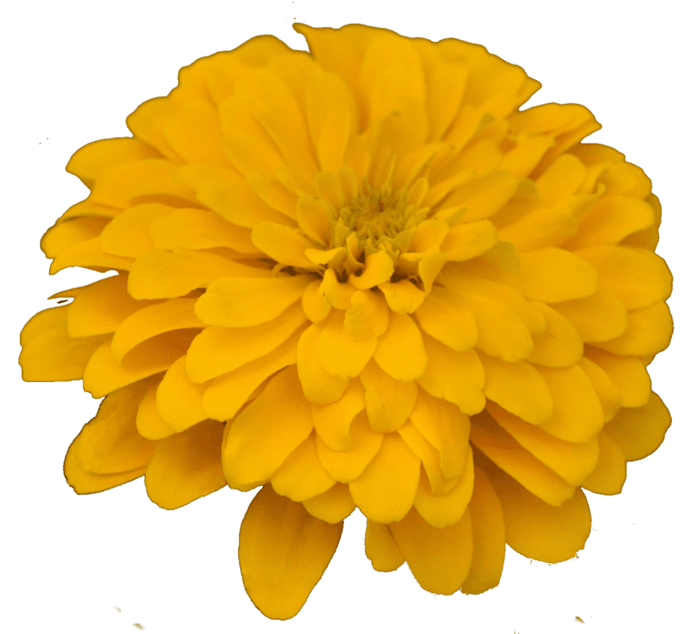 Zesty Yellow