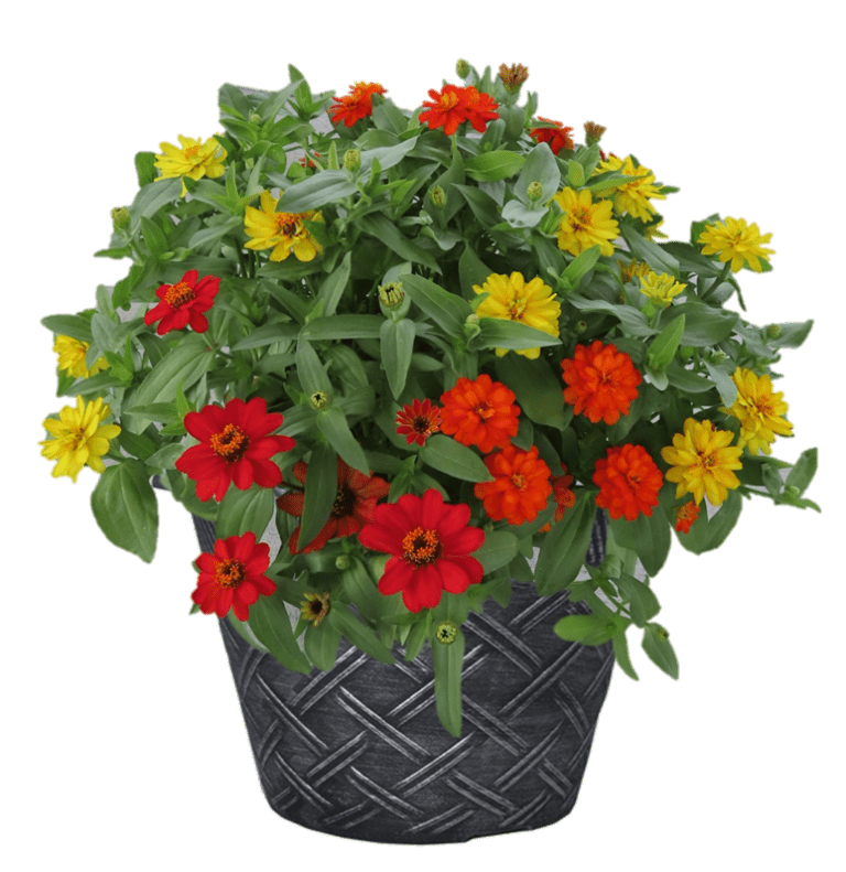 Zinnia Autumn Mix