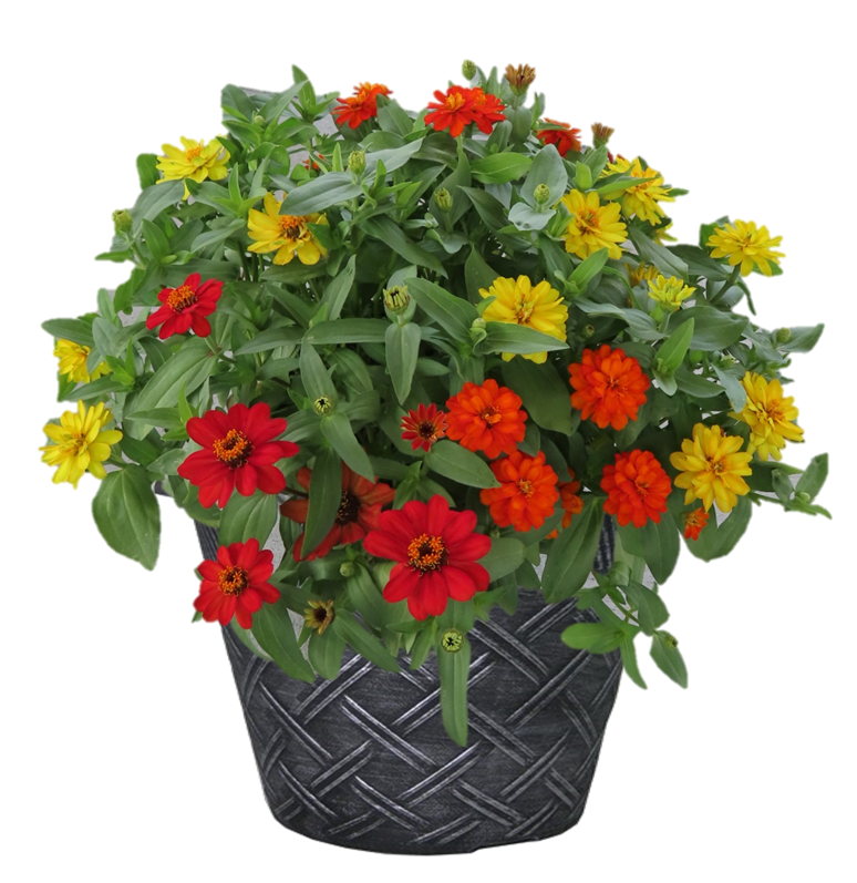 Zinnia mixed flower Planter