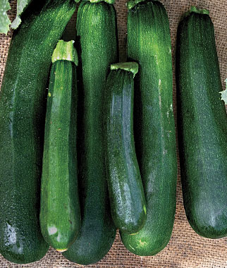 Spineless Zucchini Plants for sale
