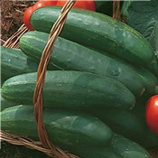 Bush Cucumber