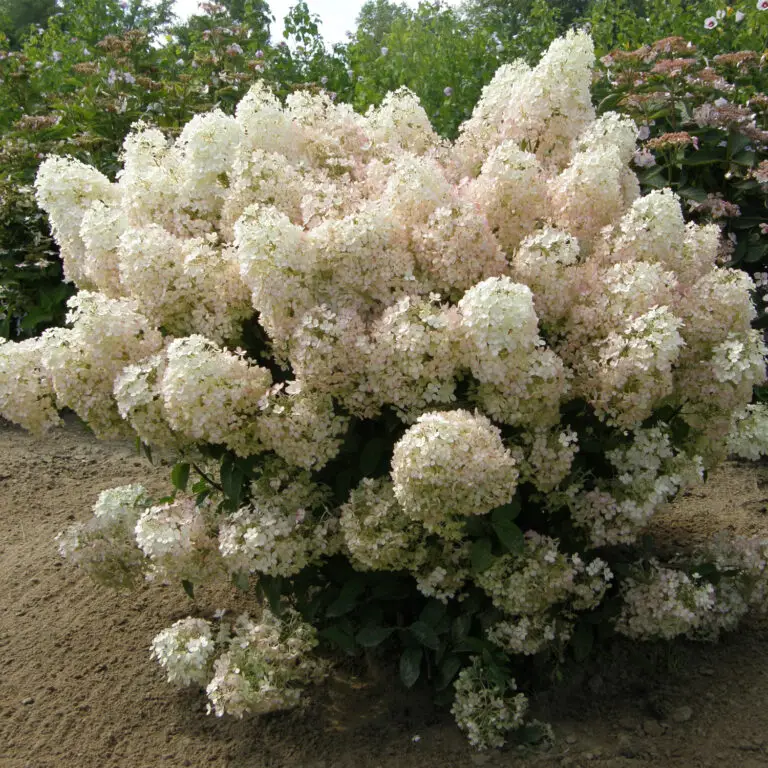 Bobo Hydrangea