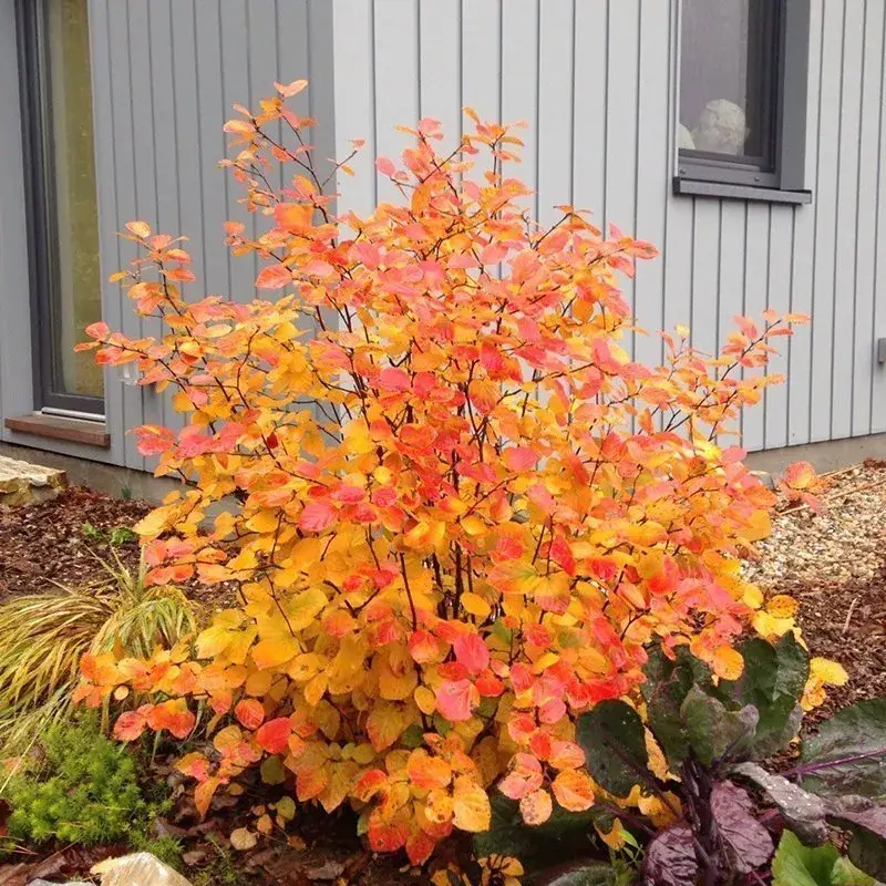 Fothergilla Legend of the Fall