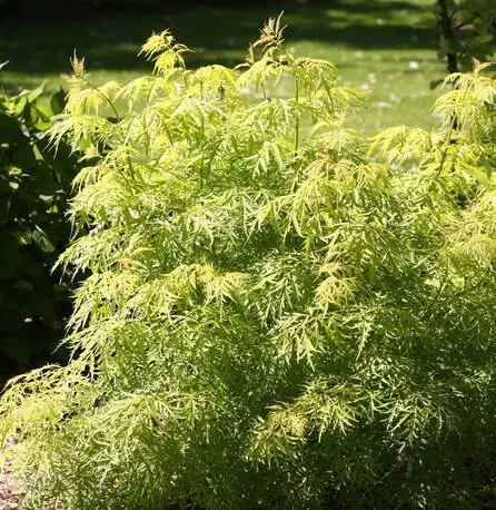 Lemony Lace Sambucus