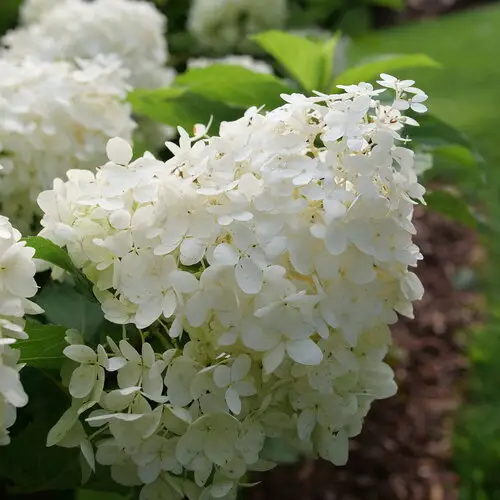 Puffer Fish Hydrangea