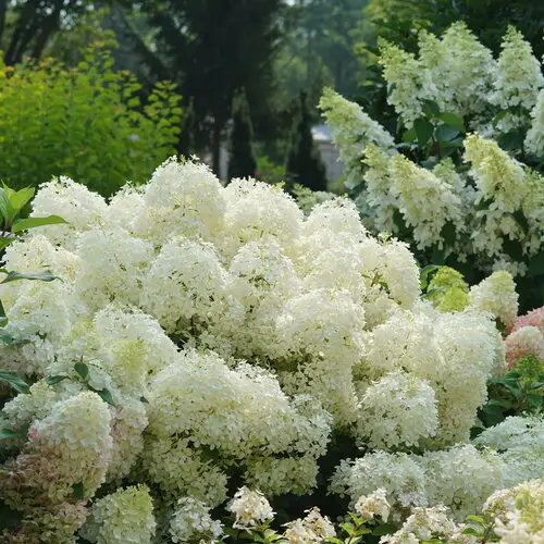 Puffer Fish Hydrangea