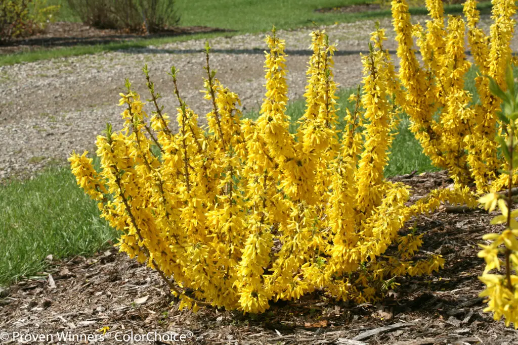 Show Off Sugar Baby Forsythia Plant