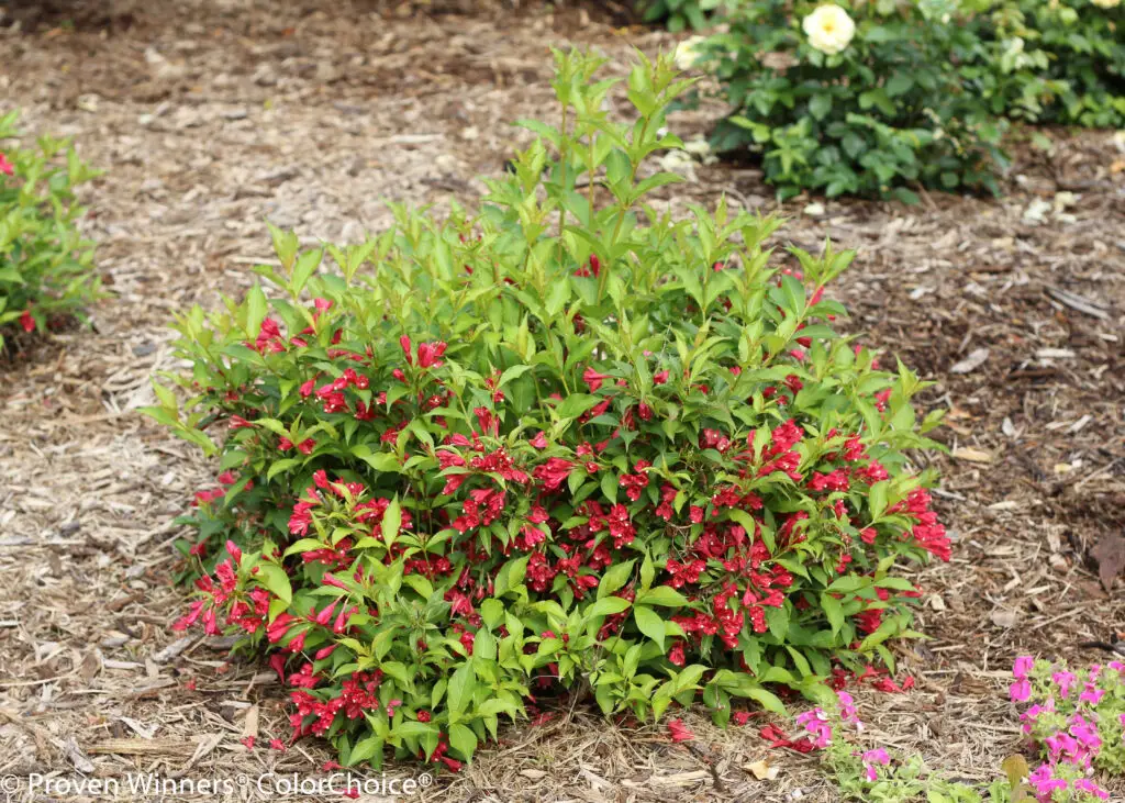 Sonic Bloom Red Weigela