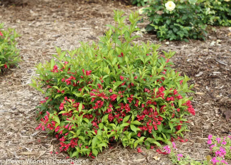 Sonic Bloom Red Weigela