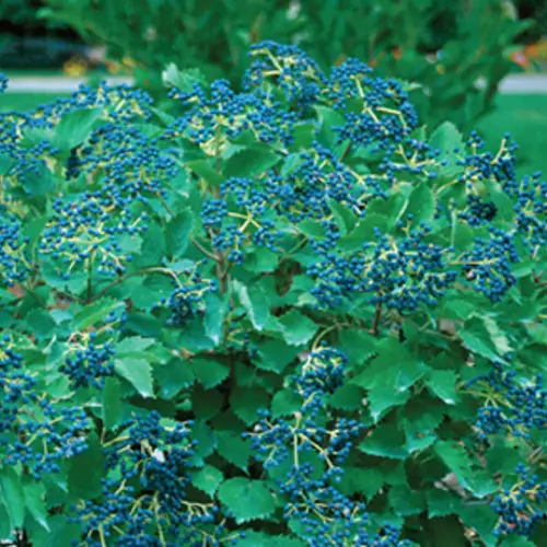blue berries of blue muffin Viburnum plant