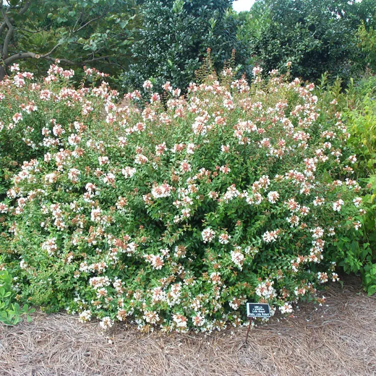 Abelia grandiflora (1)