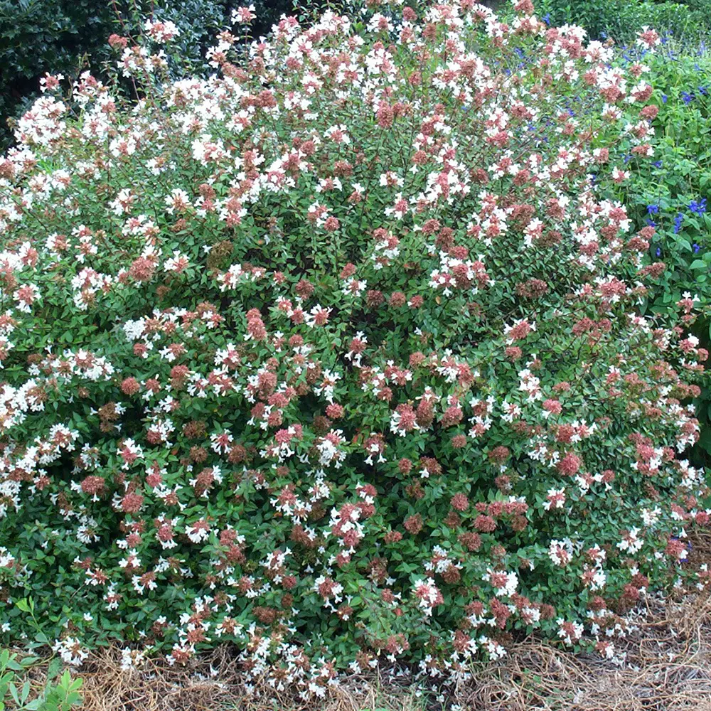 Abelia grandiflora