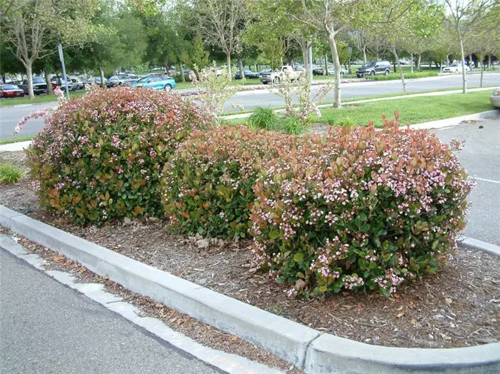 Abelia grandiflora