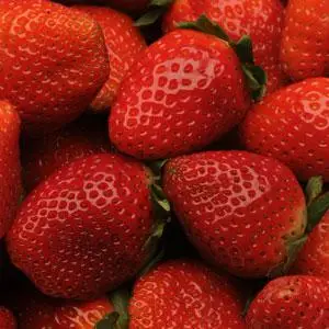 Allstar Strawberry Plants