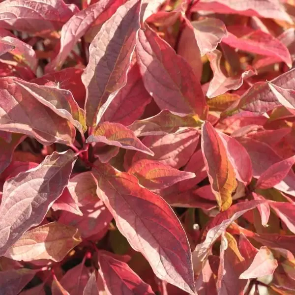 Arctic Fire Red Twig Dogwood