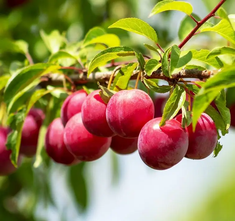 Au Rosa Plum