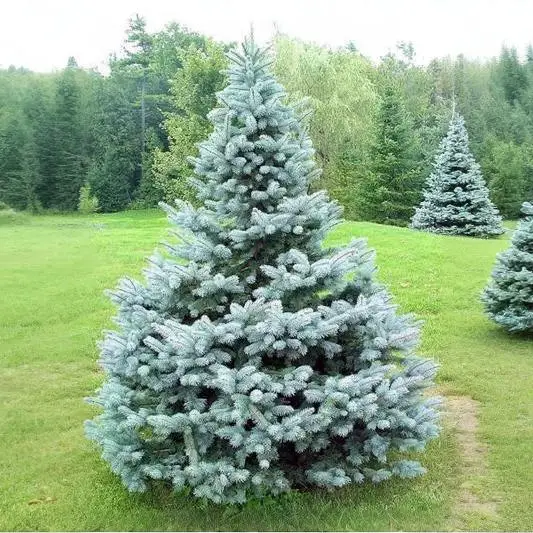 Baby Blue Spruce (2)w