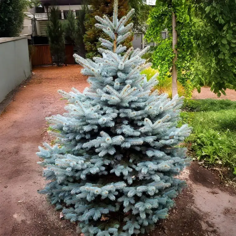 Baby Blue Spruce (4)w