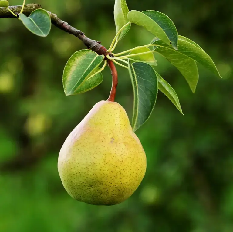 Bartlett Pear
