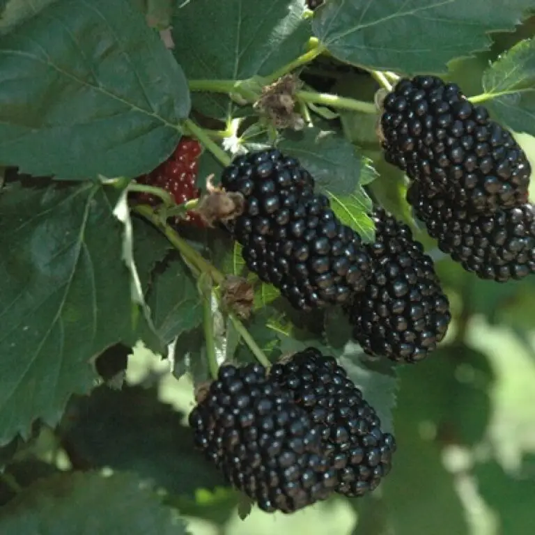 Prime Ark Freedom Blackberry