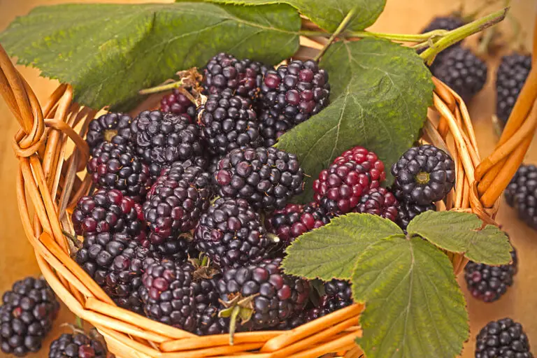 Blackberry-Triple-Crown