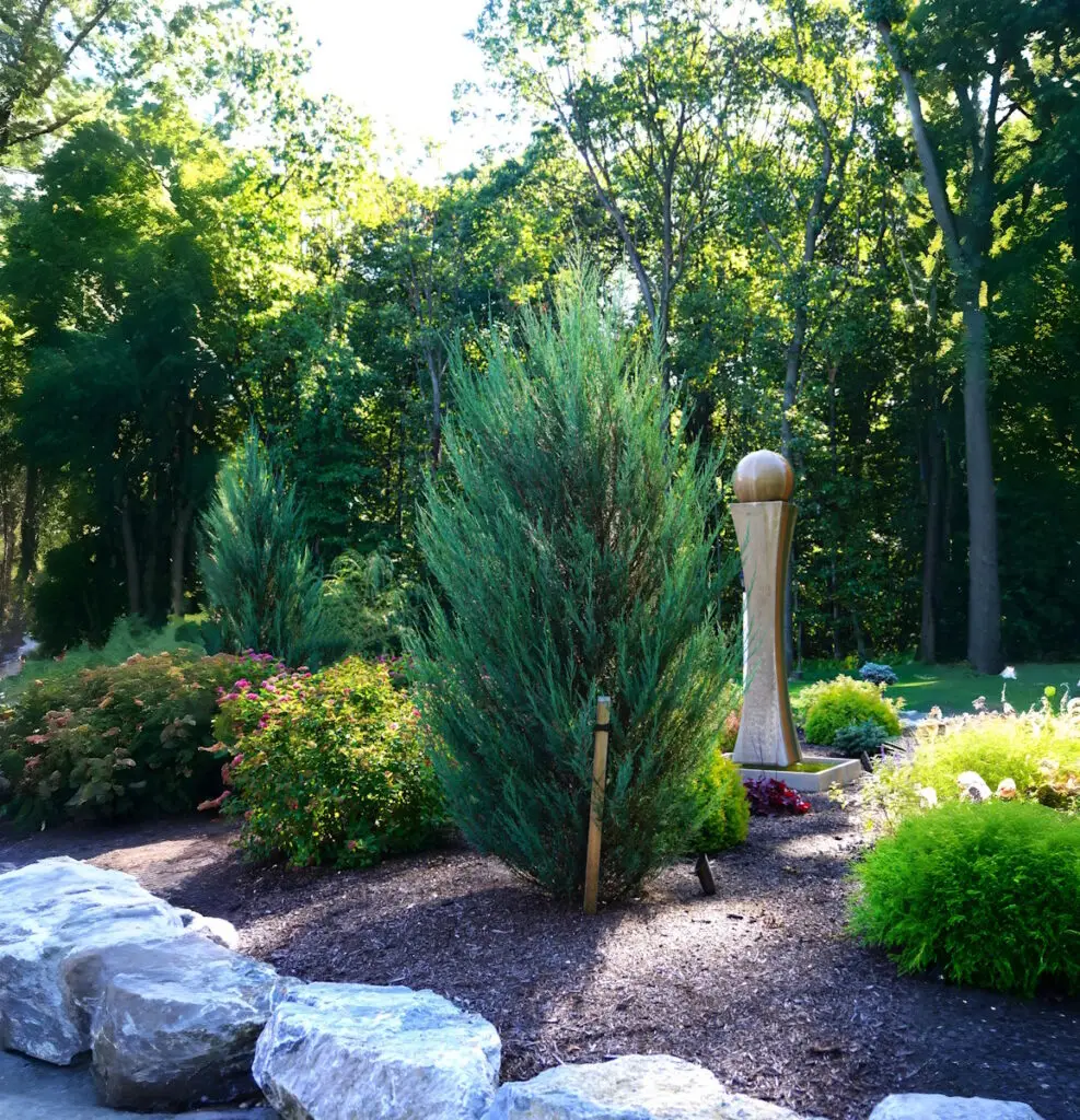 Blue Arrow Juniper