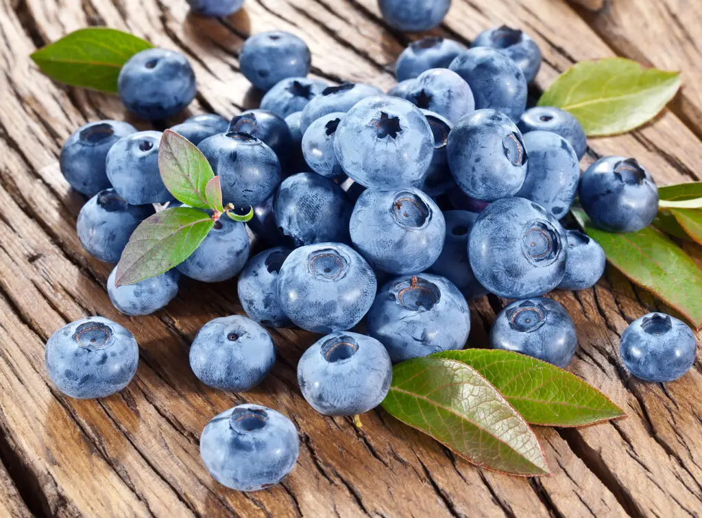 Blue Crop Blueberry Plants