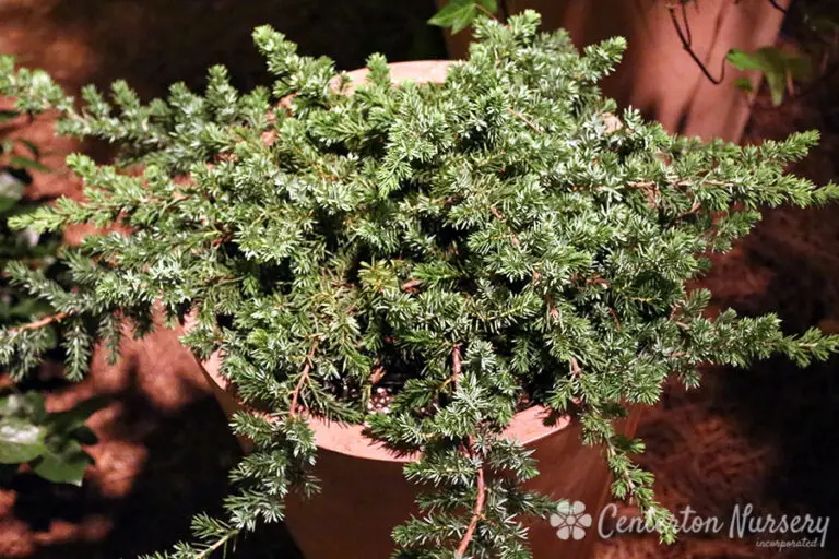 Blue Pacific Juniper