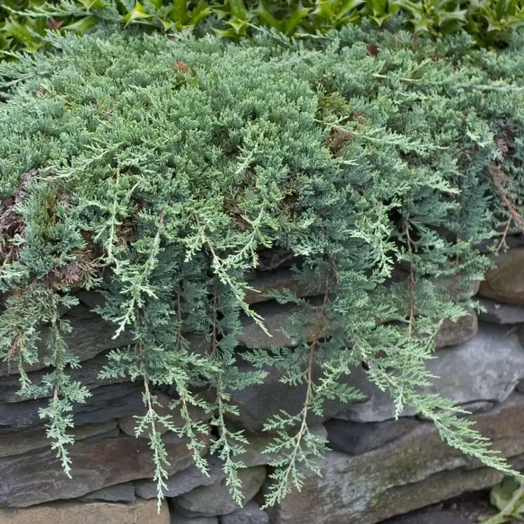 Blue Rug Juniper