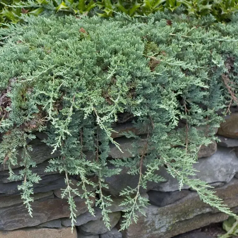 Blue Rug Juniper
