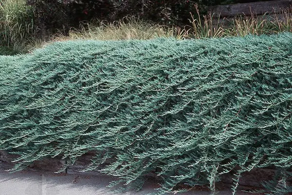 Blue Rug Juniper