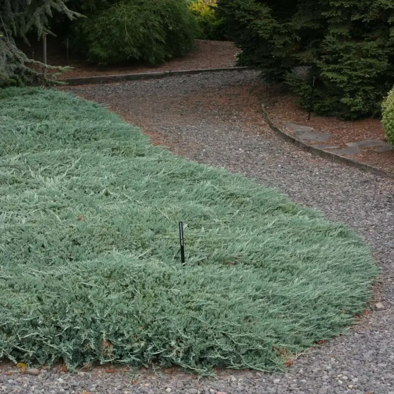 Blue Rug
