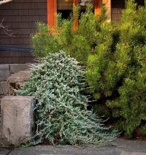 Blue Rug Juniper
