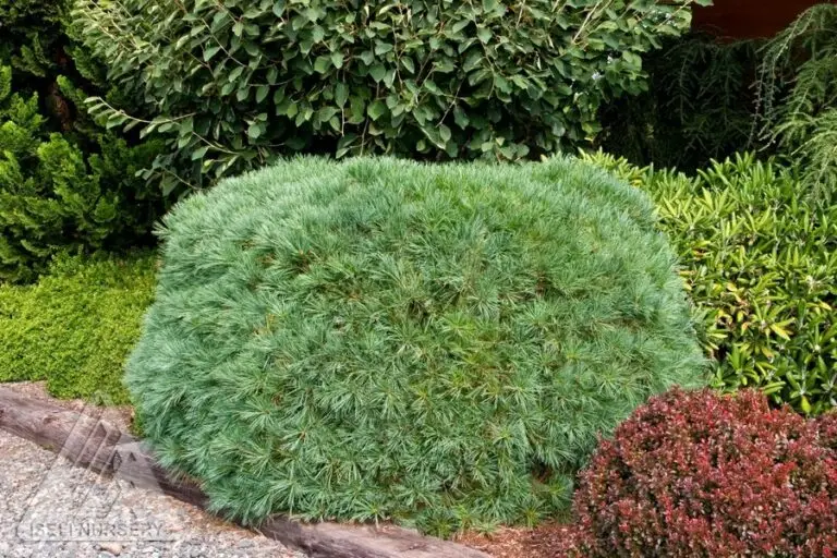 Blue Shag Pine