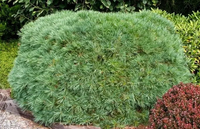 Blue Shag Pine