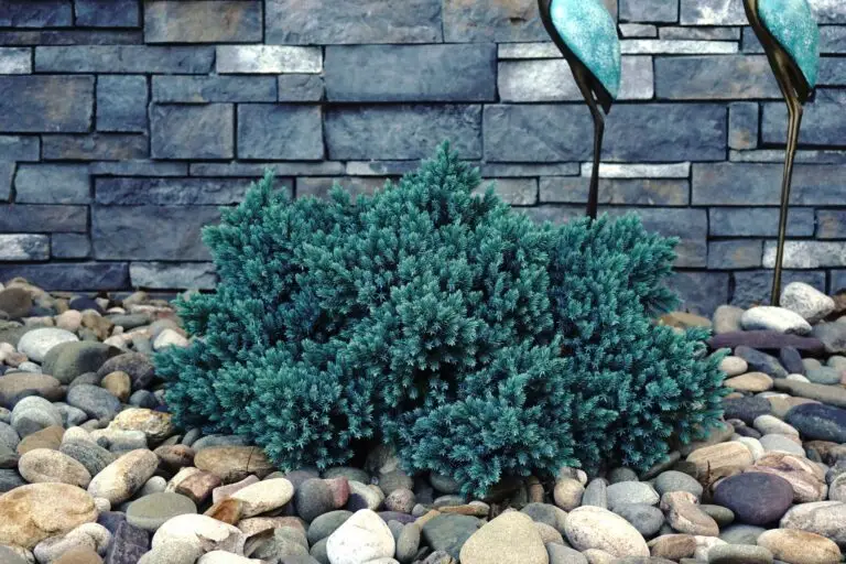 Blue Star Juniper
